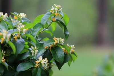 太阳岛花卉—葱皮忍冬