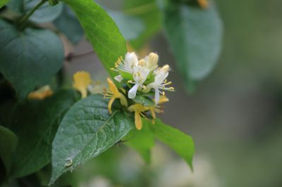 太阳岛花卉—葱皮忍冬