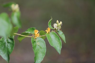 太阳岛花卉—葱皮忍冬