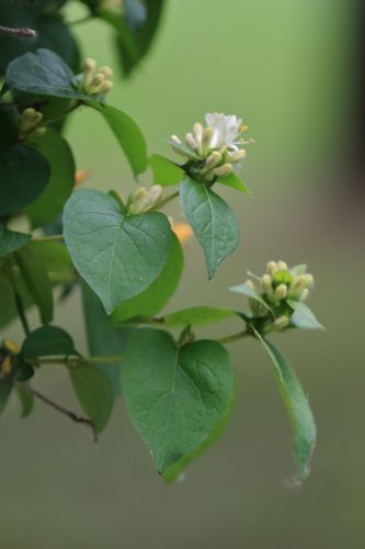 太阳岛花卉—葱皮忍冬