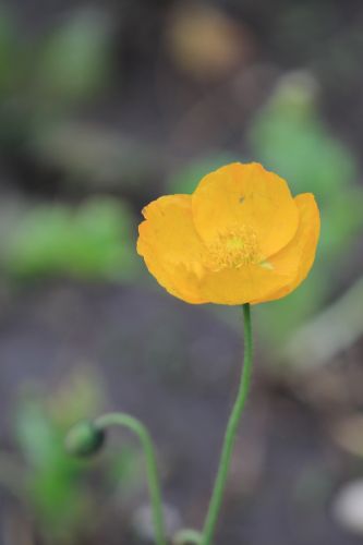 太阳岛花卉—虞美人
