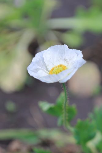 太阳岛花卉—虞美人
