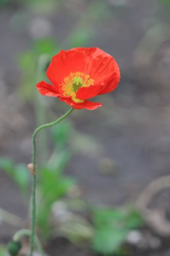 太阳岛花卉—虞美人