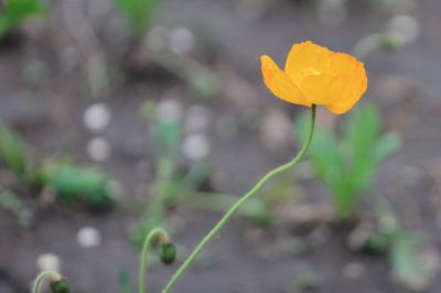 太阳岛花卉—虞美人