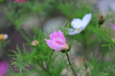 太阳岛花卉—秋英花