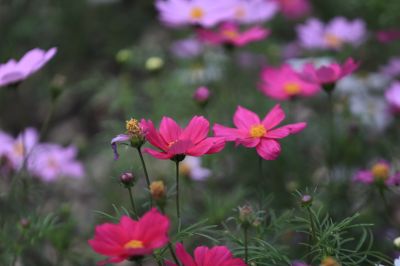 太阳岛花卉—秋英花