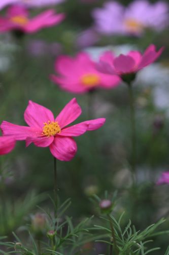太阳岛花卉—秋英花