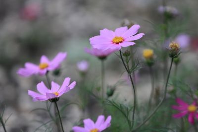 太阳岛花卉—秋英花