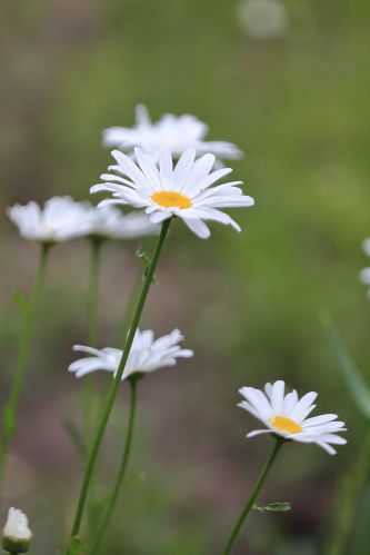 太阳岛花卉—秋英花