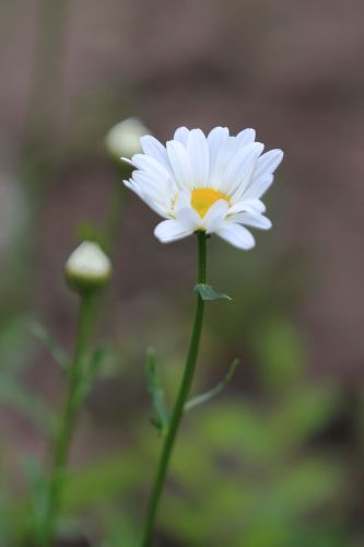 太阳岛花卉—秋英花