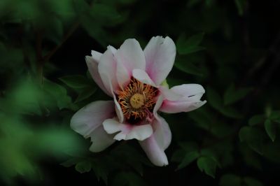 太阳岛花卉—牡丹花