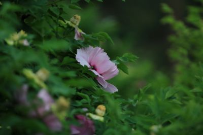 太阳岛花卉—牡丹花