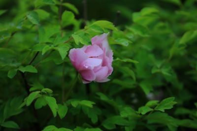 太阳岛花卉—牡丹花