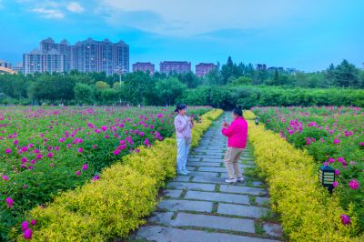 暮色中的市政府广场芍药花