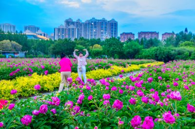 暮色中的市政府广场芍药花