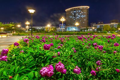 暮色中的市政府广场芍药花