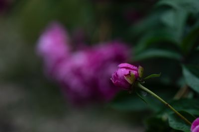 工大科技园芍药盛开