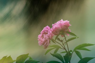 工大科技园芍药花盛开