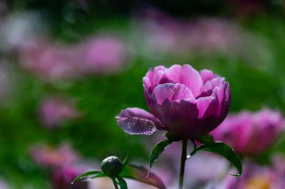 儿童公园芍药花盛开