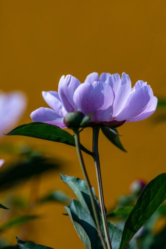 儿童公园芍药花盛开