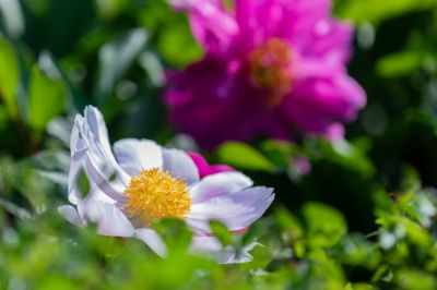 儿童公园芍药花盛开