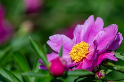 儿童公园芍药花盛开
