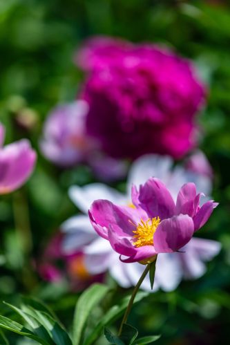 儿童公园芍药花盛开