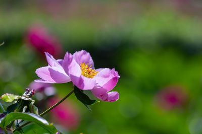 儿童公园芍药花盛开