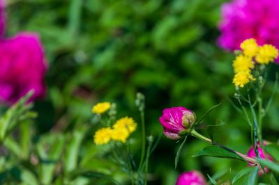 儿童公园芍药花盛开