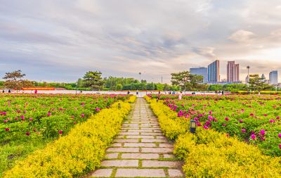 市政府广场芍药花开
