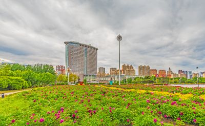 市政府广场芍药花开