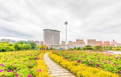 市政府广场芍药花开