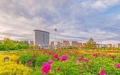 市政府广场芍药花开