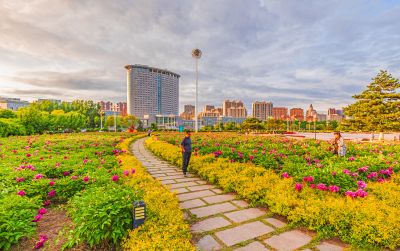 市政府广场芍药花开