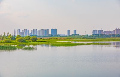 太阳岛湿地 