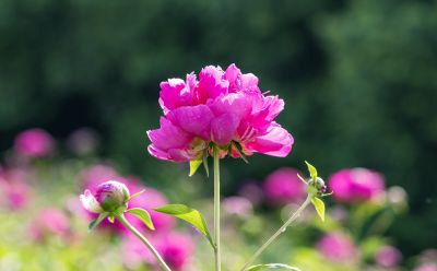 芍药花露