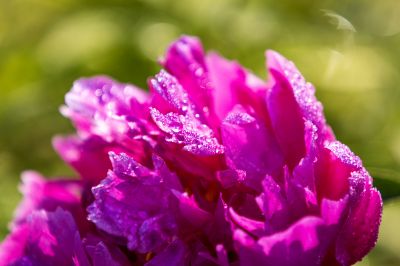 芍药花露