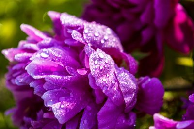 芍药花露