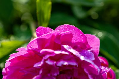 芍药花露