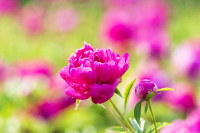 芍药花露