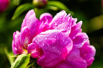 芍药花露