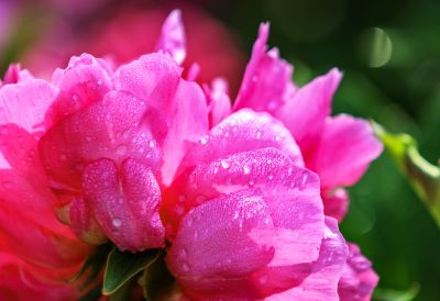 芍药花露