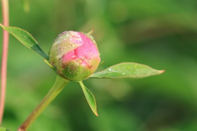 芍药花露
