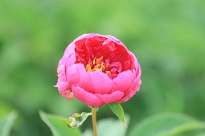 芍药花露