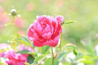 芍药花露