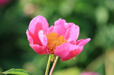 芍药花露