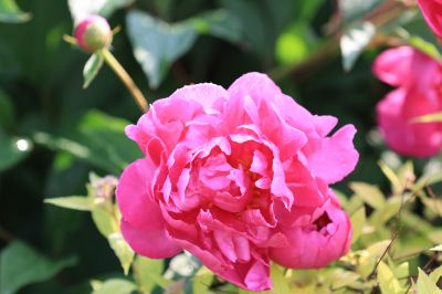 芍药花露