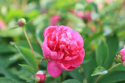 芍药花露