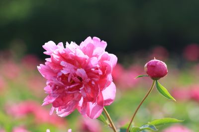芍药花露