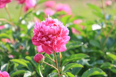 芍药花露